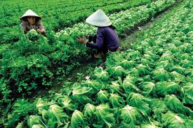 同奈省推进新农村建设